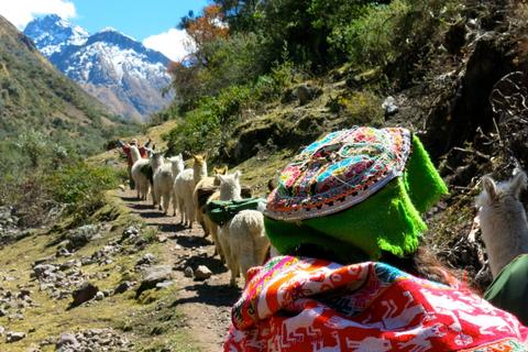 Half-Day Llama Pack Project Peru